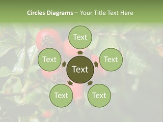 Giving Closeup Rosehip PowerPoint Template