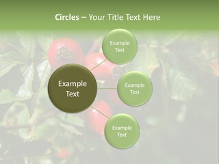 Giving Closeup Rosehip PowerPoint Template