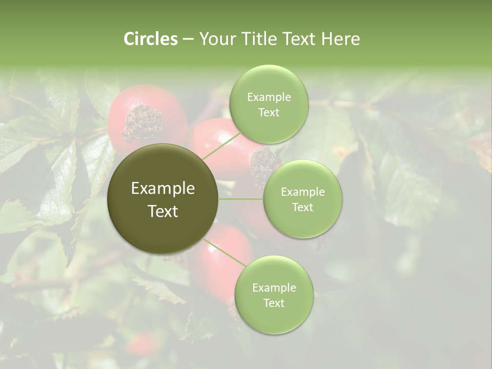 Giving Closeup Rosehip PowerPoint Template