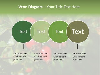 Giving Closeup Rosehip PowerPoint Template