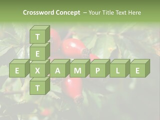 Giving Closeup Rosehip PowerPoint Template