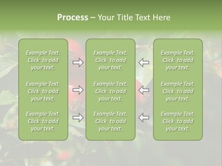 Giving Closeup Rosehip PowerPoint Template