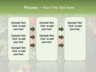 Giving Closeup Rosehip PowerPoint Template