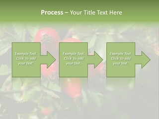 Giving Closeup Rosehip PowerPoint Template
