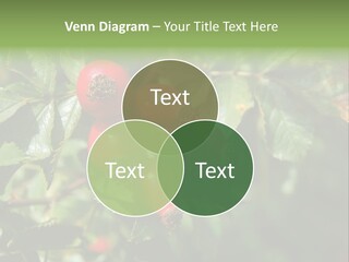 Giving Closeup Rosehip PowerPoint Template