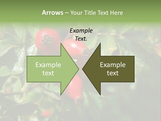 Giving Closeup Rosehip PowerPoint Template