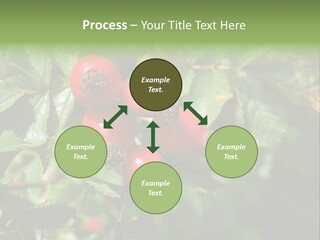 Giving Closeup Rosehip PowerPoint Template