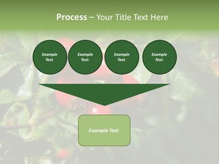 Giving Closeup Rosehip PowerPoint Template