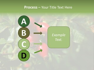 Giving Closeup Rosehip PowerPoint Template