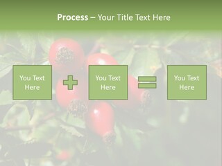 Giving Closeup Rosehip PowerPoint Template