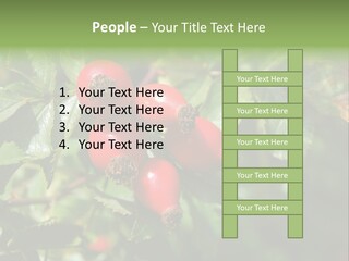 Giving Closeup Rosehip PowerPoint Template