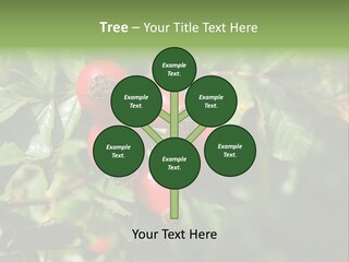 Giving Closeup Rosehip PowerPoint Template