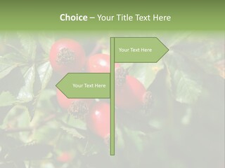 Giving Closeup Rosehip PowerPoint Template