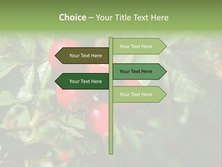Giving Closeup Rosehip PowerPoint Template