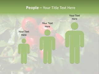 Giving Closeup Rosehip PowerPoint Template