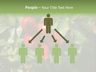 Giving Closeup Rosehip PowerPoint Template