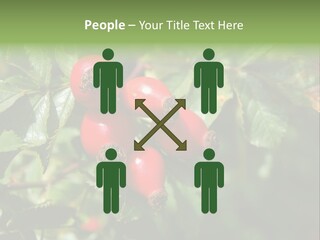 Giving Closeup Rosehip PowerPoint Template