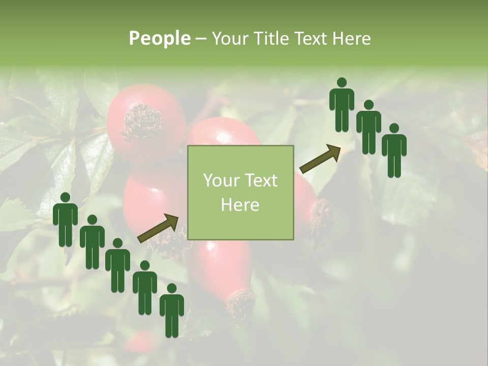 Giving Closeup Rosehip PowerPoint Template