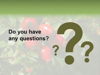 Giving Closeup Rosehip PowerPoint Template