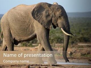 A Large Elephant Walking Across A Dirt Field PowerPoint Template