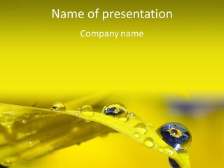 Macro Sunflower Rain PowerPoint Template