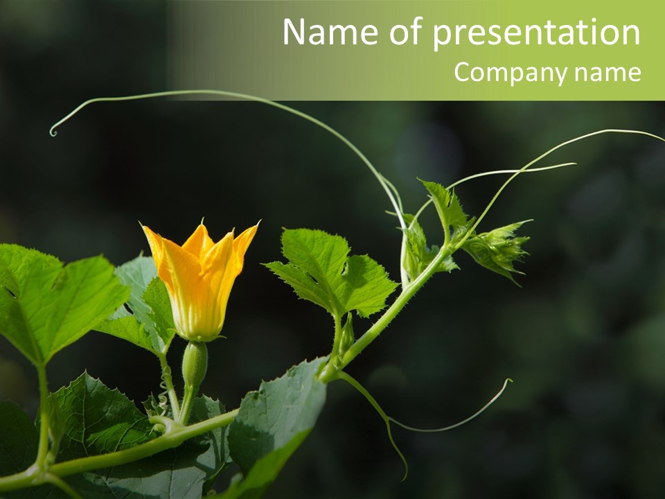 Bud Summer Vine PowerPoint Template