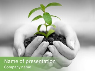 Nature Light Small PowerPoint Template