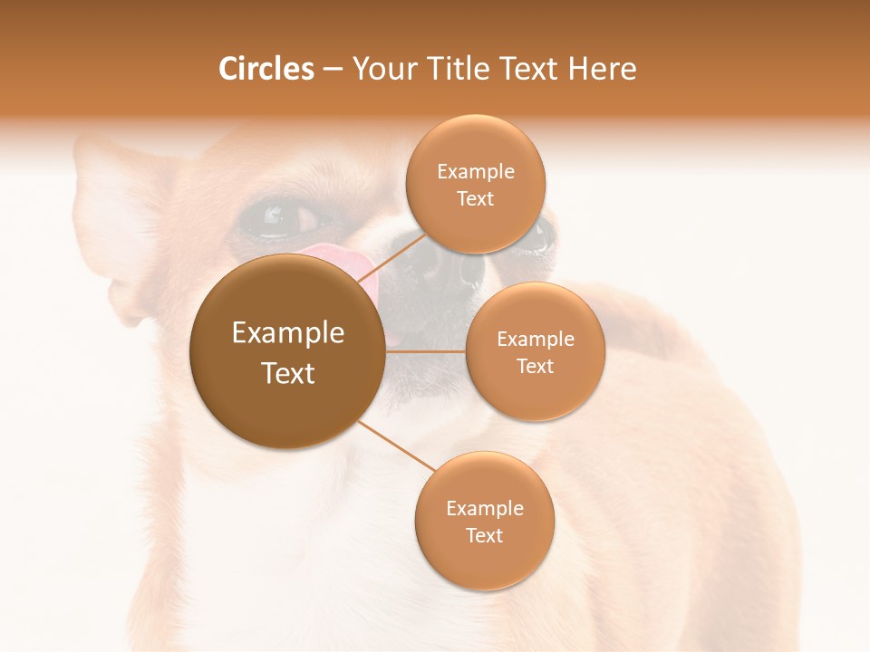 Domestic Savor Fat PowerPoint Template