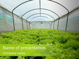 Green Vitamins Net PowerPoint Template