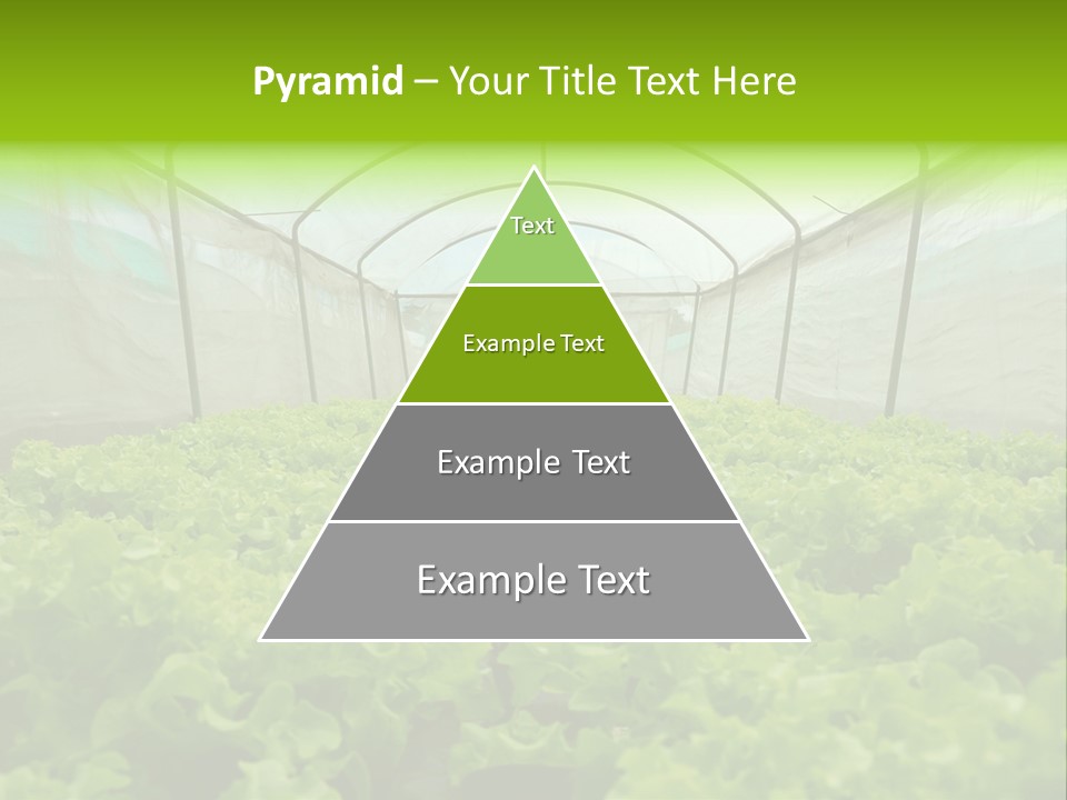Green Vitamins Net PowerPoint Template