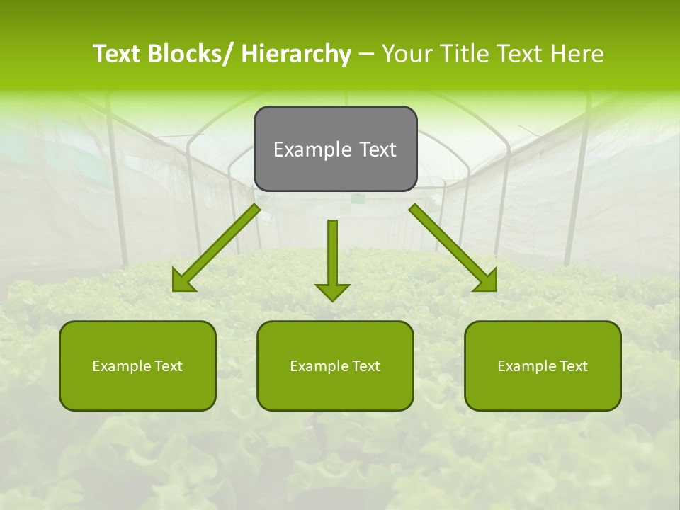 Green Vitamins Net PowerPoint Template