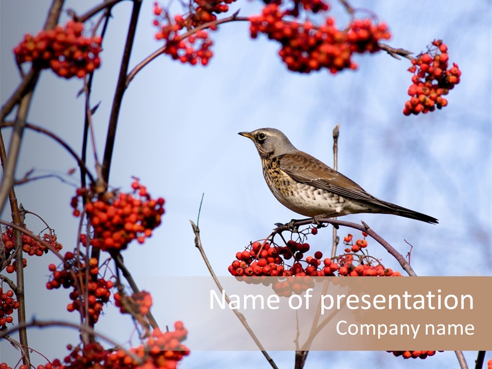 Aucuparia Wildlife Ash PowerPoint Template