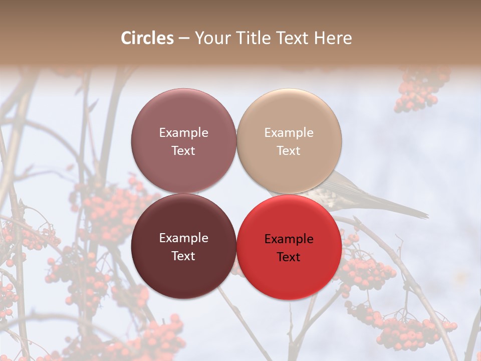 Aucuparia Wildlife Ash PowerPoint Template