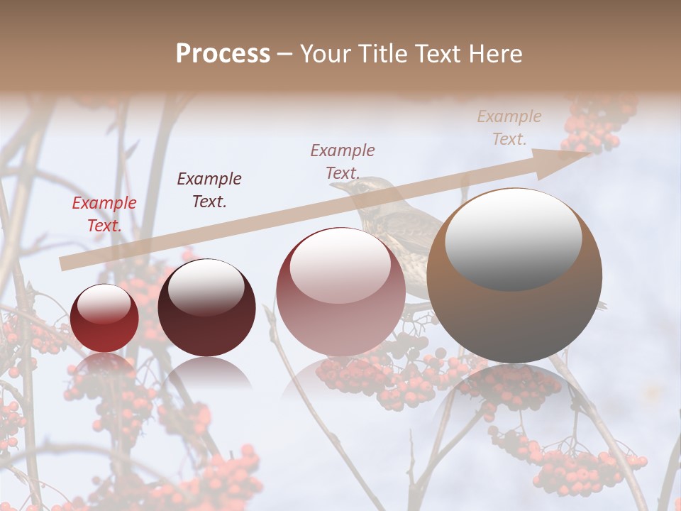 Aucuparia Wildlife Ash PowerPoint Template