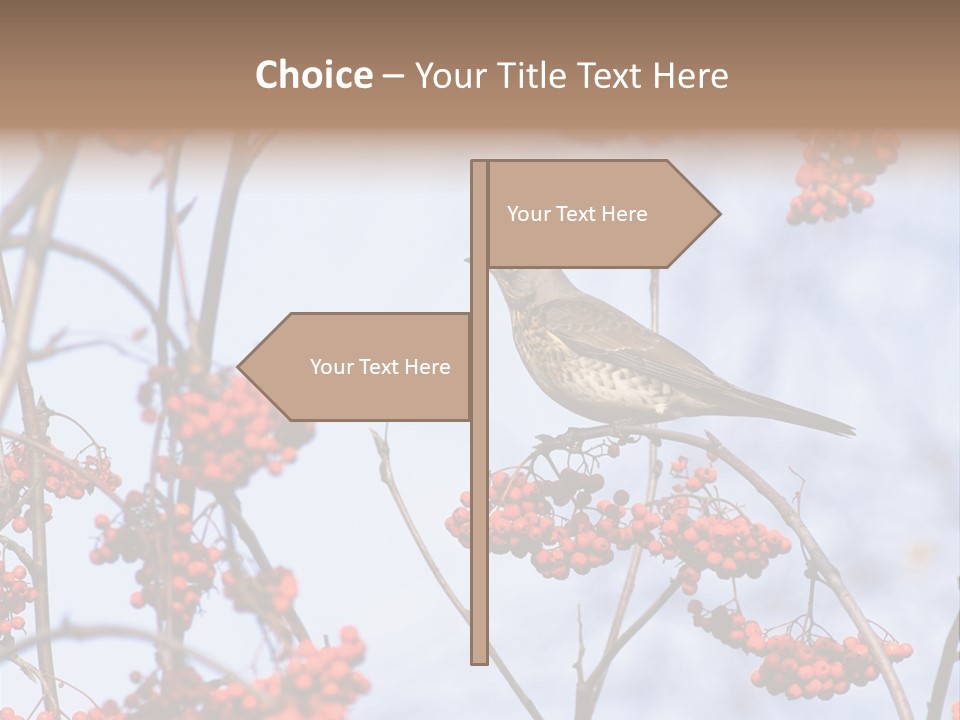 Aucuparia Wildlife Ash PowerPoint Template