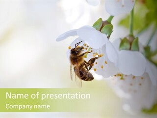 Closeup White Leaf PowerPoint Template