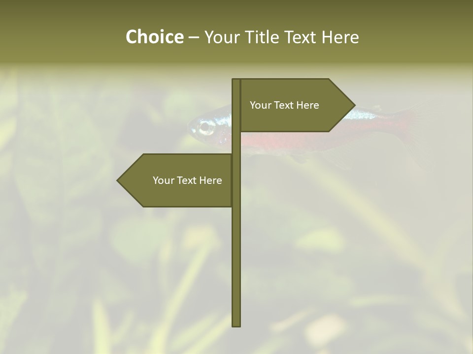 Water Freshwater Tropical PowerPoint Template