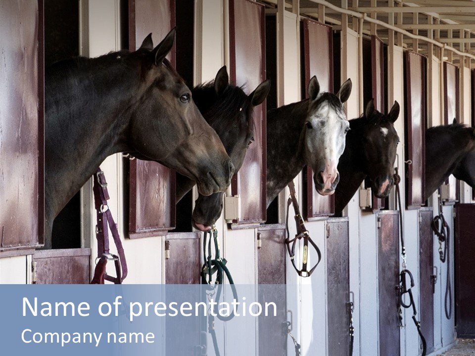 A Group Of Horses Standing Next To Each Other PowerPoint Template