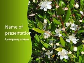 Myrtus Rosids Green PowerPoint Template