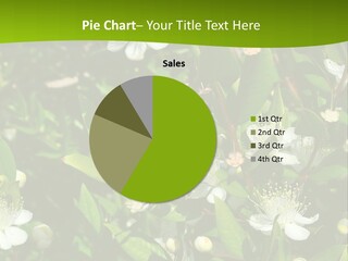 Myrtus Rosids Green PowerPoint Template