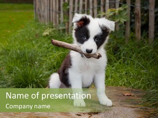 Grass Garden Newborn PowerPoint Template