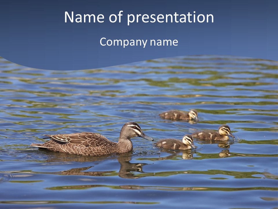 Fowl Young Bird PowerPoint Template