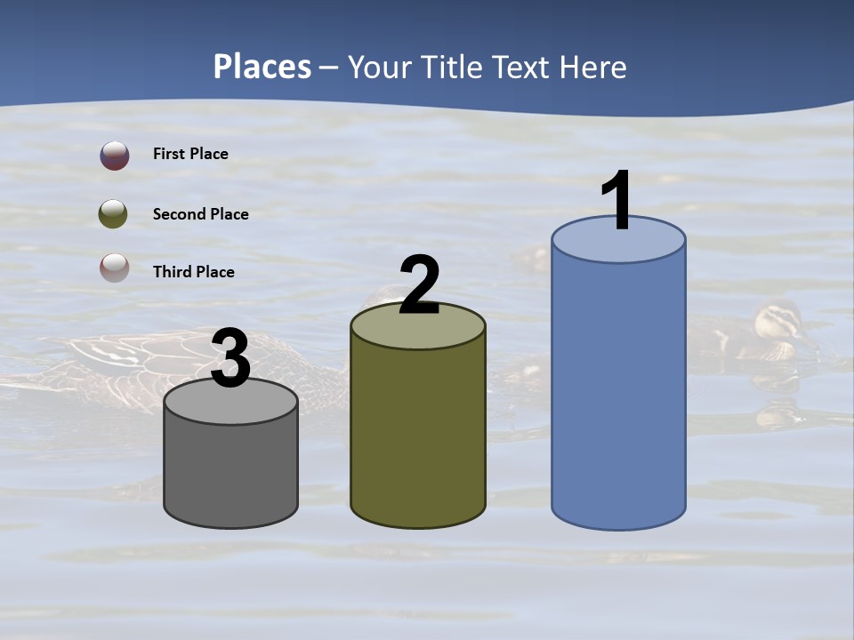 Fowl Young Bird PowerPoint Template