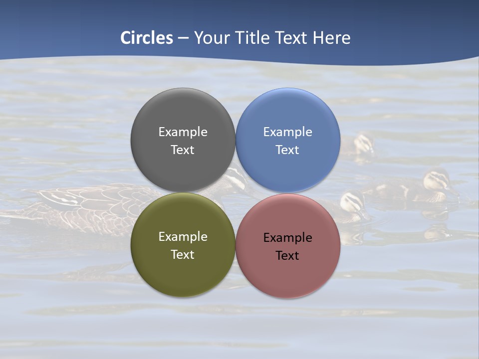 Fowl Young Bird PowerPoint Template