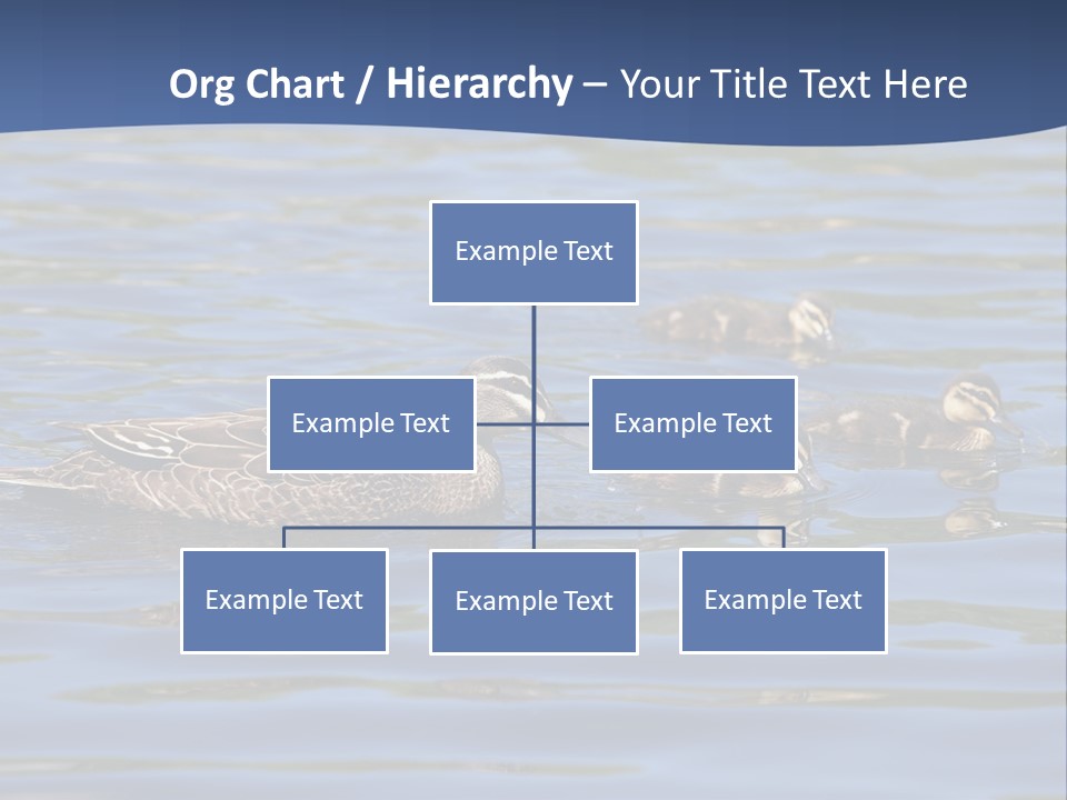 Fowl Young Bird PowerPoint Template