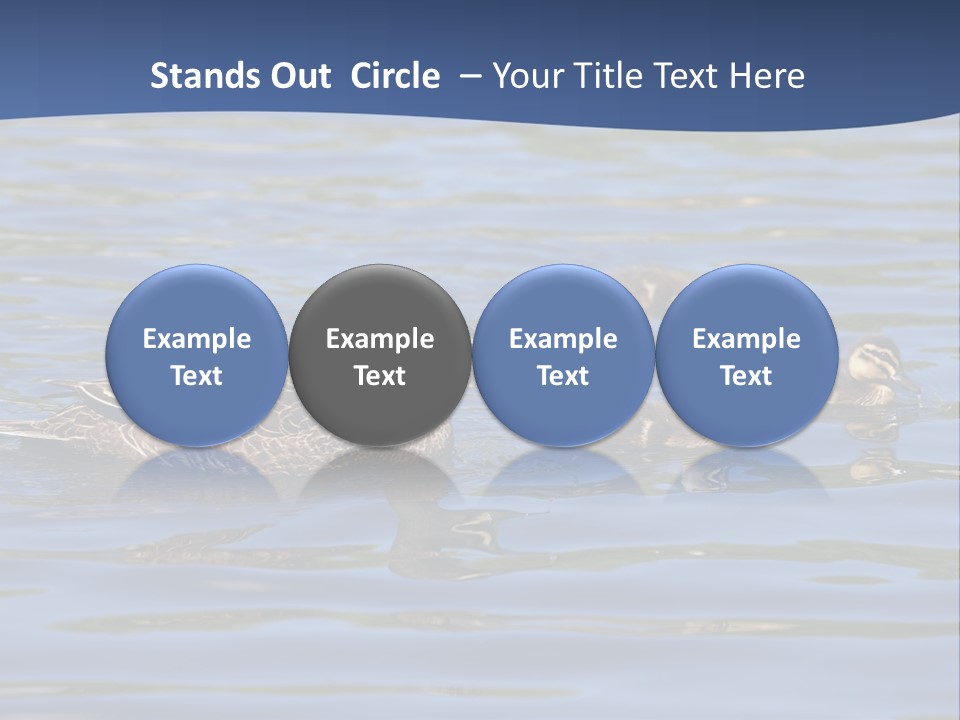 Fowl Young Bird PowerPoint Template