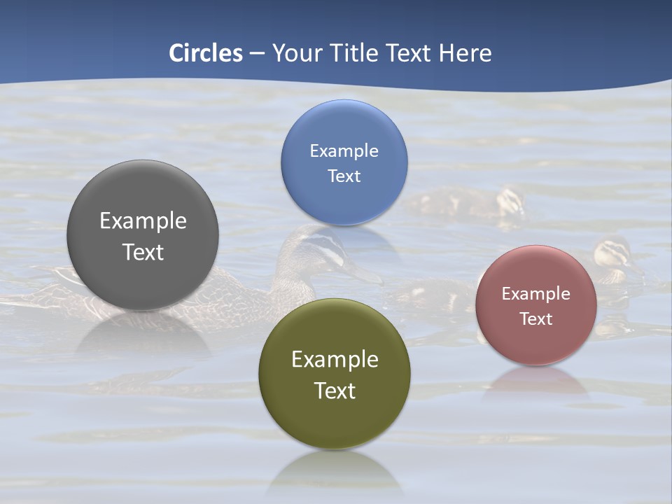 Fowl Young Bird PowerPoint Template