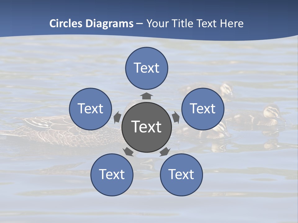 Fowl Young Bird PowerPoint Template