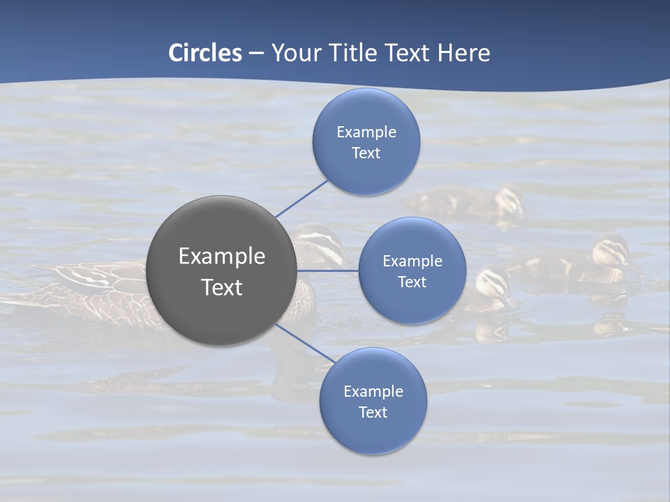 Fowl Young Bird PowerPoint Template