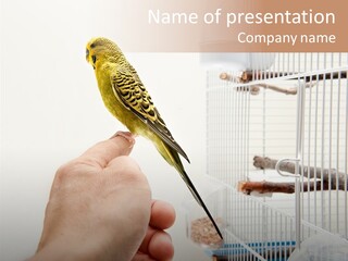 Parrot Cage Tame PowerPoint Template
